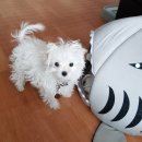 펫파크 동백점 이미지