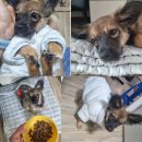 퍼피퍼피 | 바다네 펫시터 부업 - 2번째 퍼피 돌봄 후기 🐶