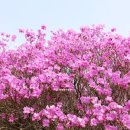 진달래핀풍경 이미지