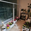 🌸 대화동 한국화훼농협 본점│봄꽃부터 화분까지 다 있는 곳! 주차도 편한 꽃시장 나들이💐봄꽃 쇼핑...