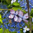 안덕면사무소 앞 이미지