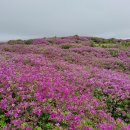 안개는 장막처럼 꽃밭을 가리고! - 합천/산청 황매산 환종주~ 이미지