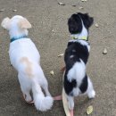 플레이 바우 이미지