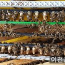 시구왕봄