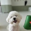 유앤퍼피 이미지