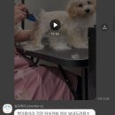 슬로베리 | 내돈내산 대구 진천동 애견미용 슬로베리(Slowberry)