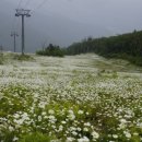 서산트레킹클럽, 6월 11일(일) '한국의 차마고도' 정선 하늘길 걷기 이미지