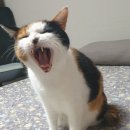 뉴트리젠 고양이 헤어볼 제거 영양제 120g 후기