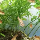 페이토 | 초보 열대어 체리바브를 키워보자(페이토 여과기 후기 첨부)