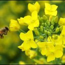 분당-219 이미지