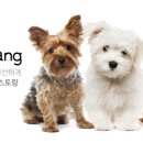 펫스토랑 이미지