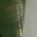 꿀선물세트 추천 :: 명실상주몰 대풍농원 새장골벌꿀 스틱꿀 30포