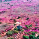 분홍빛 가득💗대구 비슬산 이미지