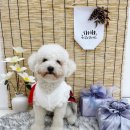 가치있개 반려견 유치원 이미지