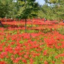 선운사꽃무릇 이미지