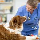 보령동물병원 이미지