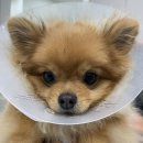 해뜨는 동물병원 이미지