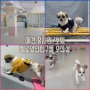 오산 애견유치원 털로덮인친구들 오산점 첫 등원 후 한달후기