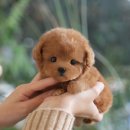 시유펫 | 울산중구강아지분양 확인하면 도움될 거예요