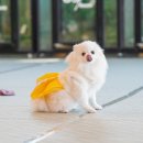 개린이 유치원 이미지