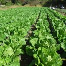 해오름농장 3 이미지