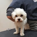 그루머웅 이미지