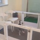 아따멍멍 이미지