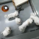 테이스팅독 이미지