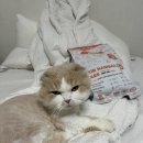 웰빙스킨케어 | 고양이 사료 파동 피부와 털 스킨앤헤어볼케어 선택
