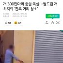 개 300만마리 사살중이라는 다음 월드컵 개최지 모로코 이미지