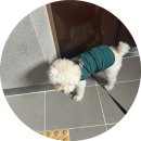 덕개 | 양주 회천 덕계역 애견미용 덕개 푸들 3.9kg 미용 내돈내산 후기