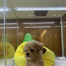 광주강아지분양 마마스미독 24시 광주봉선점 이미지