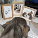 [백석]미니어쳐지도사 과정 | 반려동물 펫 추모 선물 | 양모 펠트 지도사 자격증? 완벽하게 설명드릴게요