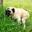 아침동물병원 이미지