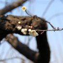 매화2공원 이미지