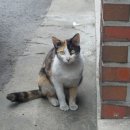 동대문닭한마리2 이미지