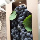 홍길동 농장 이미지