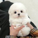 인천 강아지분양 고양이분양 미유펫 | 인천강아지무료분양 미유펫 애견분양샵 말티푸