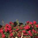 바람의숲 | 세종 가볼만한 곳 장미 명소 숲바람 장미원 후기