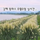 불암공원길 | 김해 불암동 팜파스 군락지 정보 대저생태공원 25년8월8일 촬영