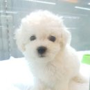 펫앤펫