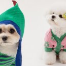 개 좋은 세상 이미지