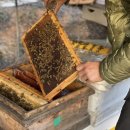 양구벌꿀 이미지