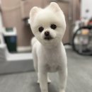 여수죽림동물병원 애견미용실 네이버블로그
