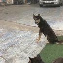 르노삼성자동차 명일점 이미지