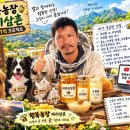 수입꿀과 경쟁에서 완패 당한 한국양봉 이미지