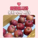 봉화상설장시장 | 못난이사과 가정용사과 추천 봉화 부사 껍질째 먹는 아침뜰사과
