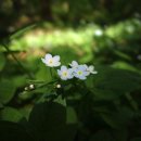 제석사 - 1784 | 제석사