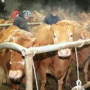 홍성한우 이미지