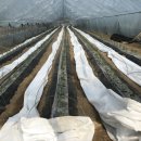 마지농원 이미지